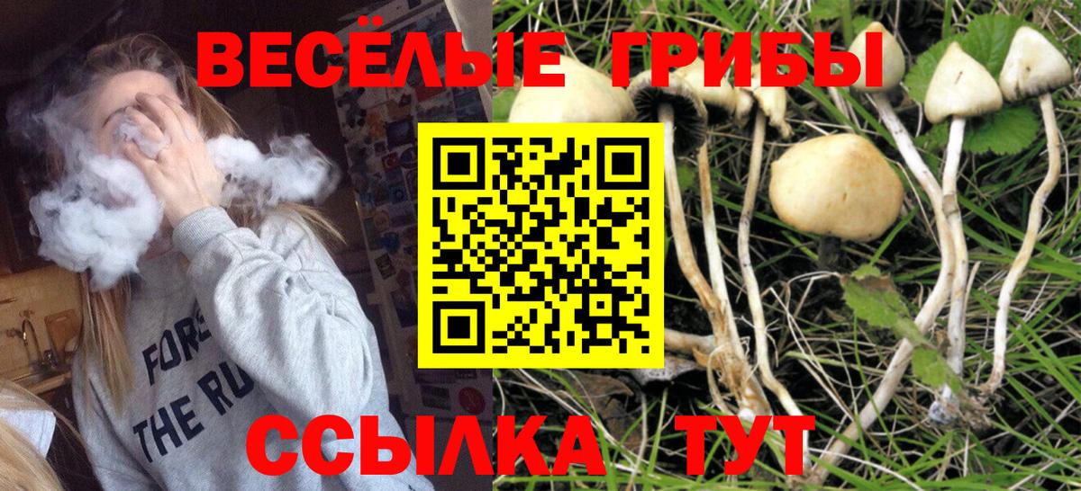 Галлюциногенные грибы мицелий Курск